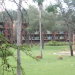 Disney's Animal Kingdom Lodge