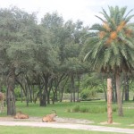 Disney's Animal Kingdom Lodge