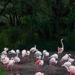 Disney's Animal Kingdom Lodge