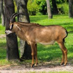 Disney's Animal Kingdom Lodge