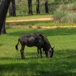 Disney's Animal Kingdom Lodge