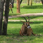 Disney's Animal Kingdom Lodge