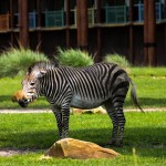 Disney's Animal Kingdom Lodge