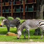 Disney's Animal Kingdom Lodge