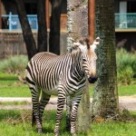 Disney's Animal Kingdom Lodge