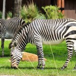 Disney's Animal Kingdom Lodge