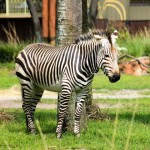 Disney's Animal Kingdom Lodge