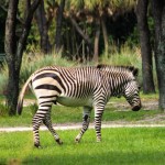 Disney's Animal Kingdom Lodge