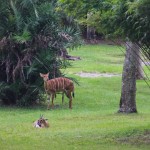 Disney's Animal Kingdom Lodge