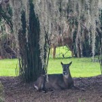 Disney's Animal Kingdom Lodge