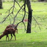 Disney's Animal Kingdom Lodge