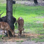 Disney's Animal Kingdom Lodge