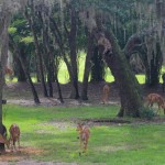 Disney's Animal Kingdom Lodge