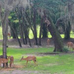 Disney's Animal Kingdom Lodge