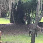 Disney's Animal Kingdom Lodge