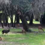 Disney's Animal Kingdom Lodge