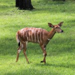 Disney's Animal Kingdom Lodge