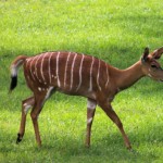 Disney's Animal Kingdom Lodge