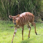 Disney's Animal Kingdom Lodge