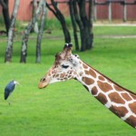 Disney's Animal Kingdom Lodge