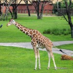 Disney's Animal Kingdom Lodge