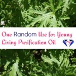 One Random Use for Young Living Purification Oil