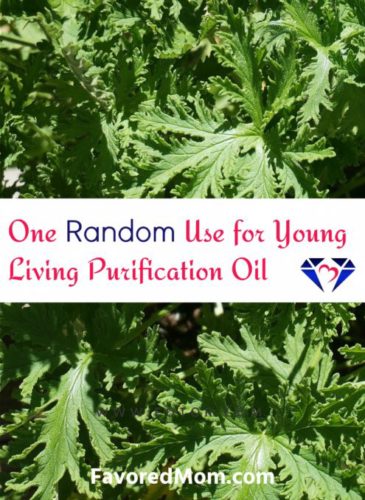 One Random Use for Young Living Purification Oil | FavoredMom.com