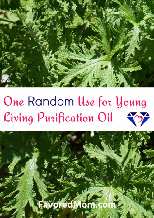 One Random Use for Young Living Purification Oil | FavoredMom.com